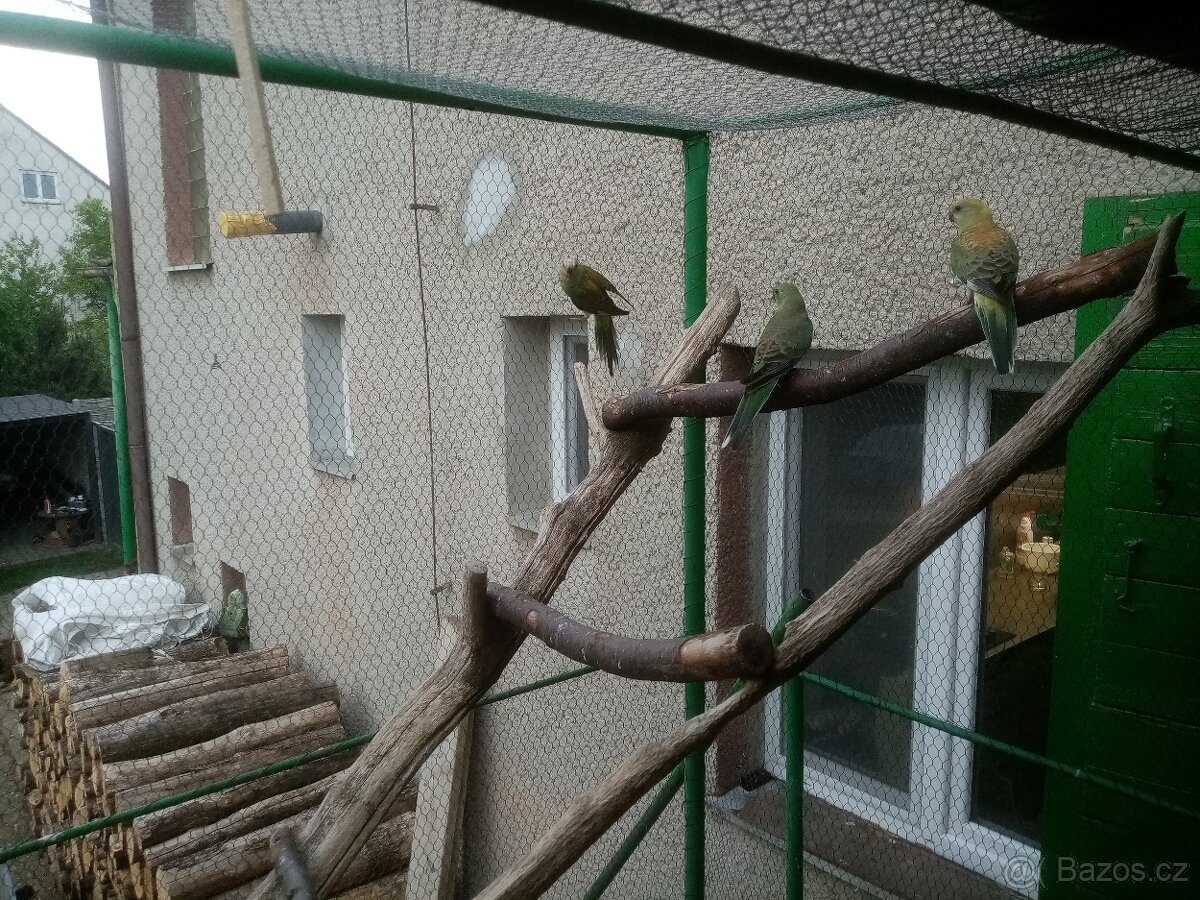 Papoušek zpěvavý - 2