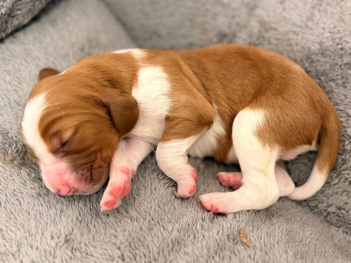 Nabízíme štěňátka velšského springer španěla - 2