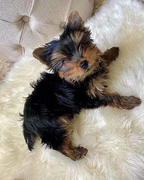 Jorkšírský teriér yorkšírský teriér - 2