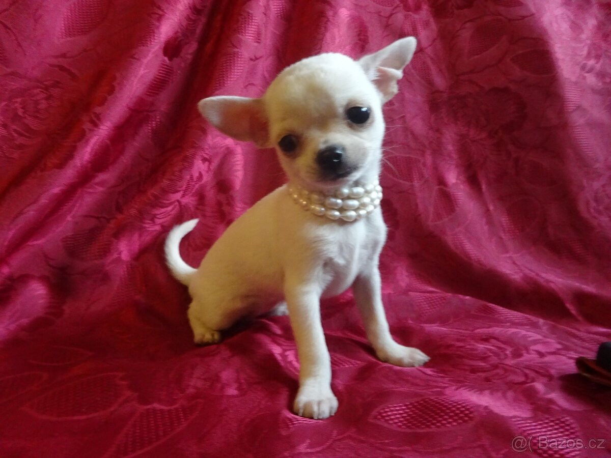 Vrh štěňátek čivava. - 2