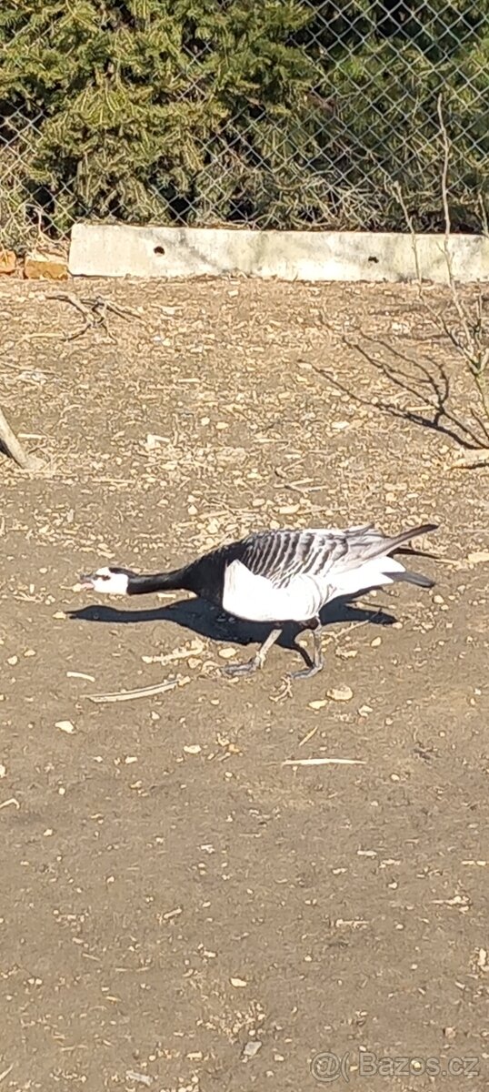 Berneška bělolící - 2