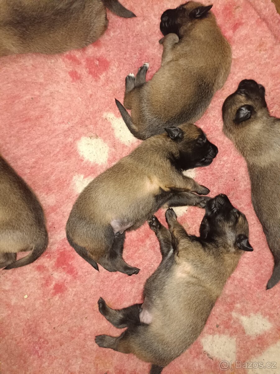 Belgický ovčák malinois s PP - 2