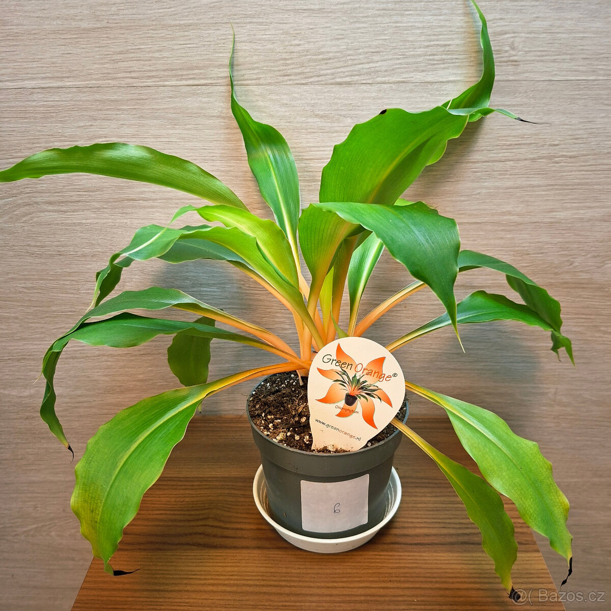 Chlorophytum Orchidastrum Green Orange - 2