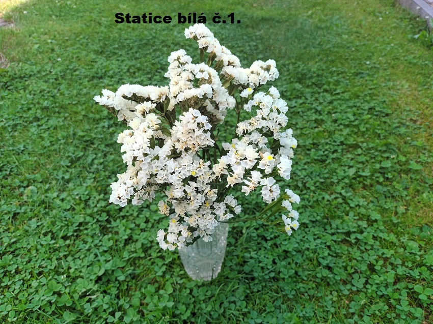Sušené květiny - STATICE. - 2