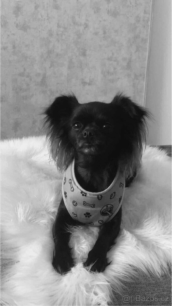 Nabízím čivavu ke krytí - 2