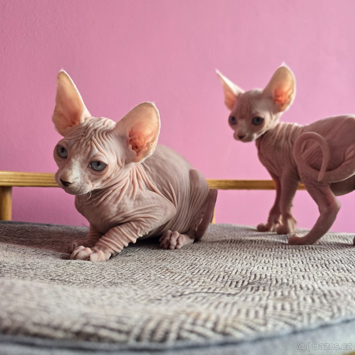 Kanadský sphynx bez PP - 2