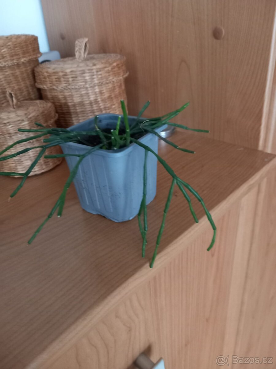 Korálový kaktus - 2