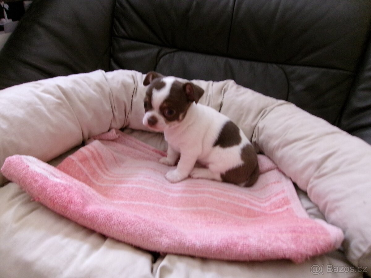 ČIVAVA - KRÁTKOSRSTÁ - PEJSEK - 2