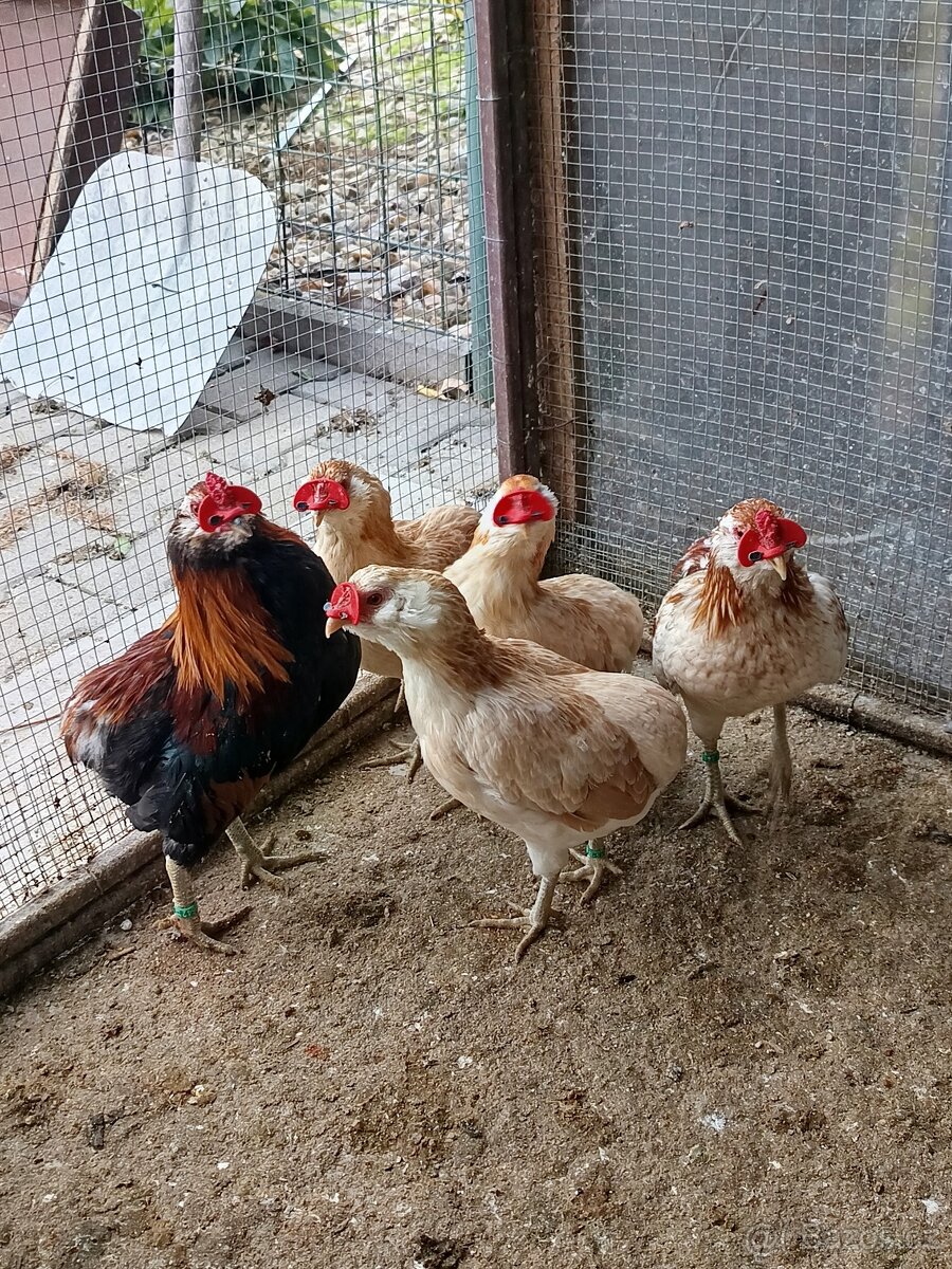 Zdrobnělé Araukany pšeničné - 2