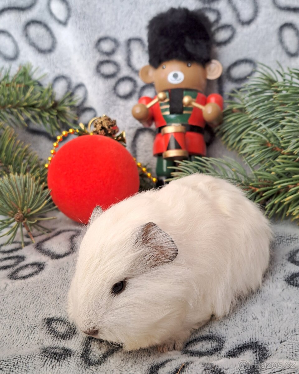 Morče, morčátko (Teplicko či přepravce) - 2