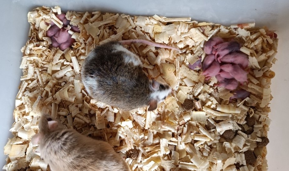 Mastomyši /krysa malá/ - 2