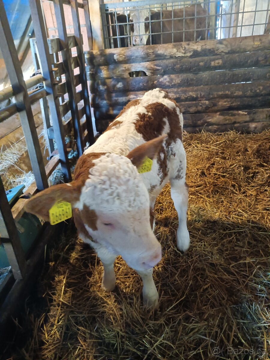 Prodám jalůvku C 100 - 2