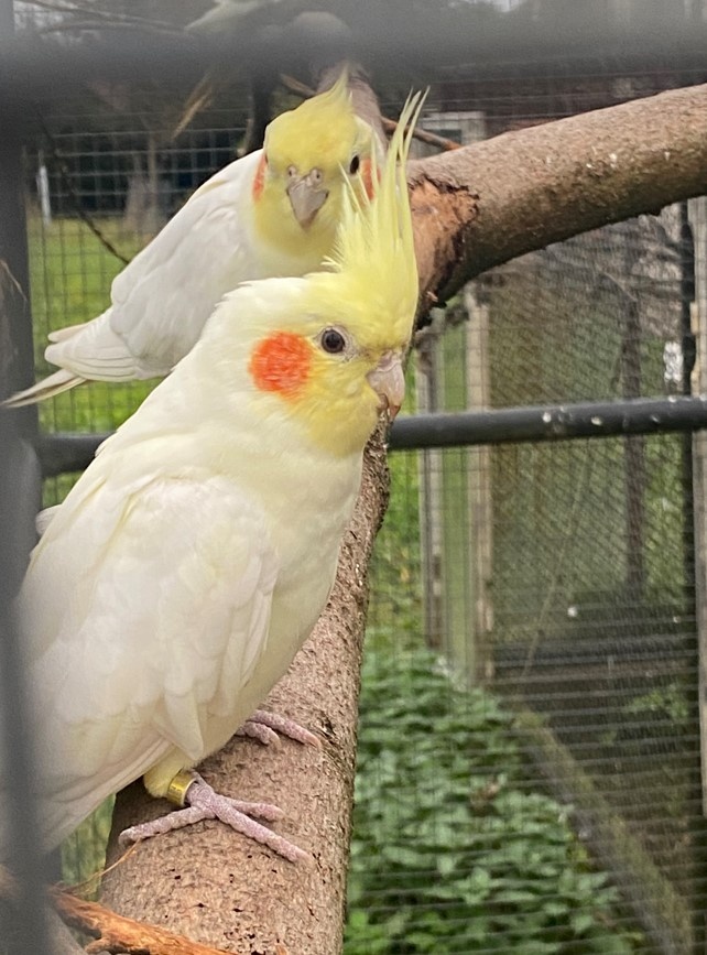 Korela chocholatá - 2