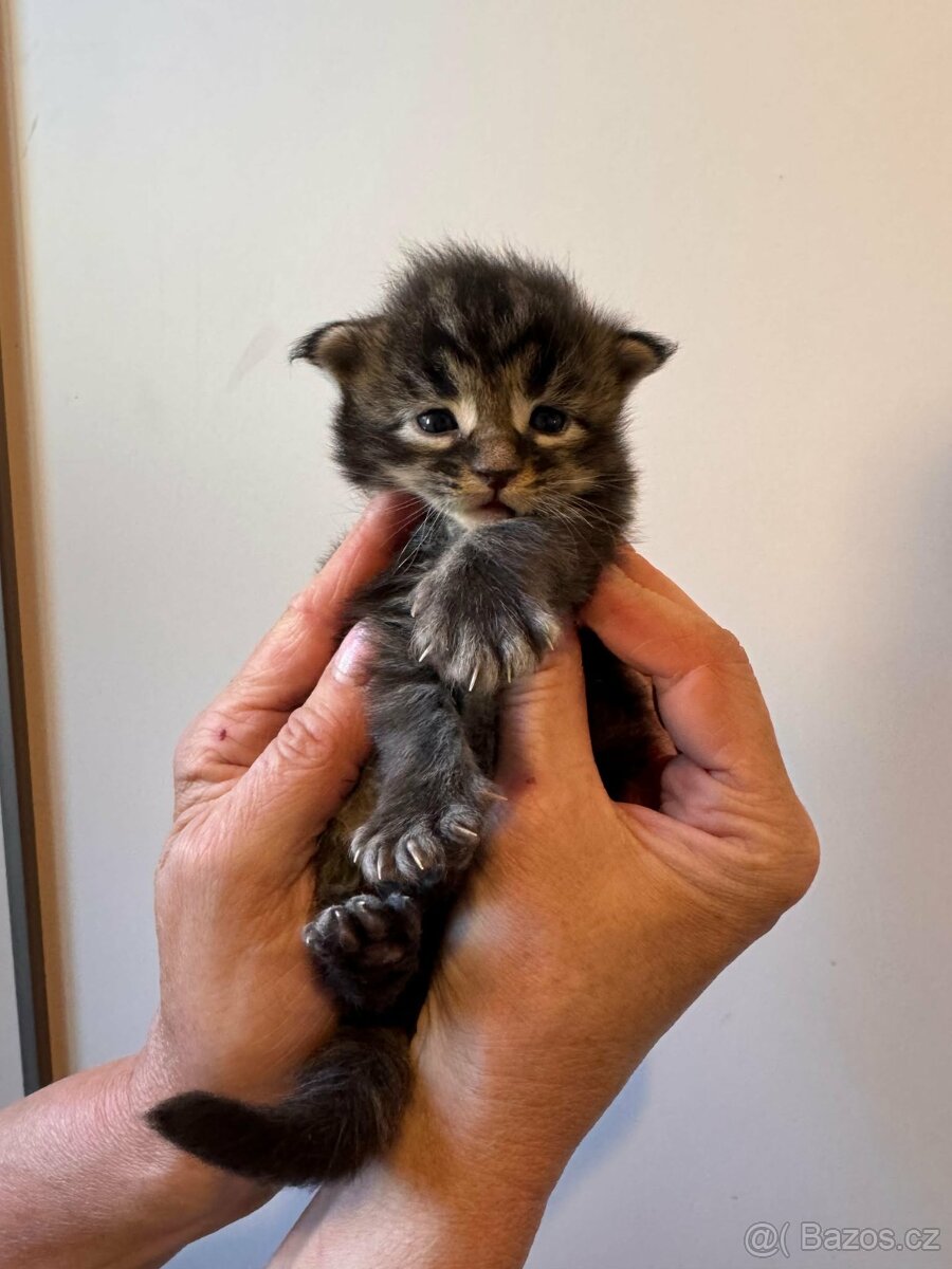 mainská mývalí - 2