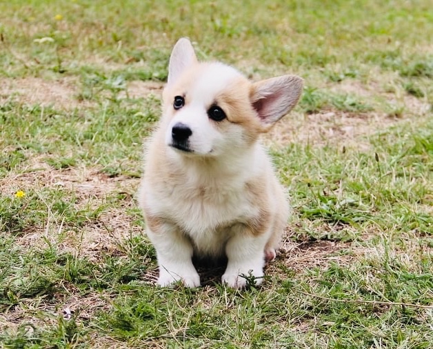 Welsh Corgi Pembroke s PP - 2