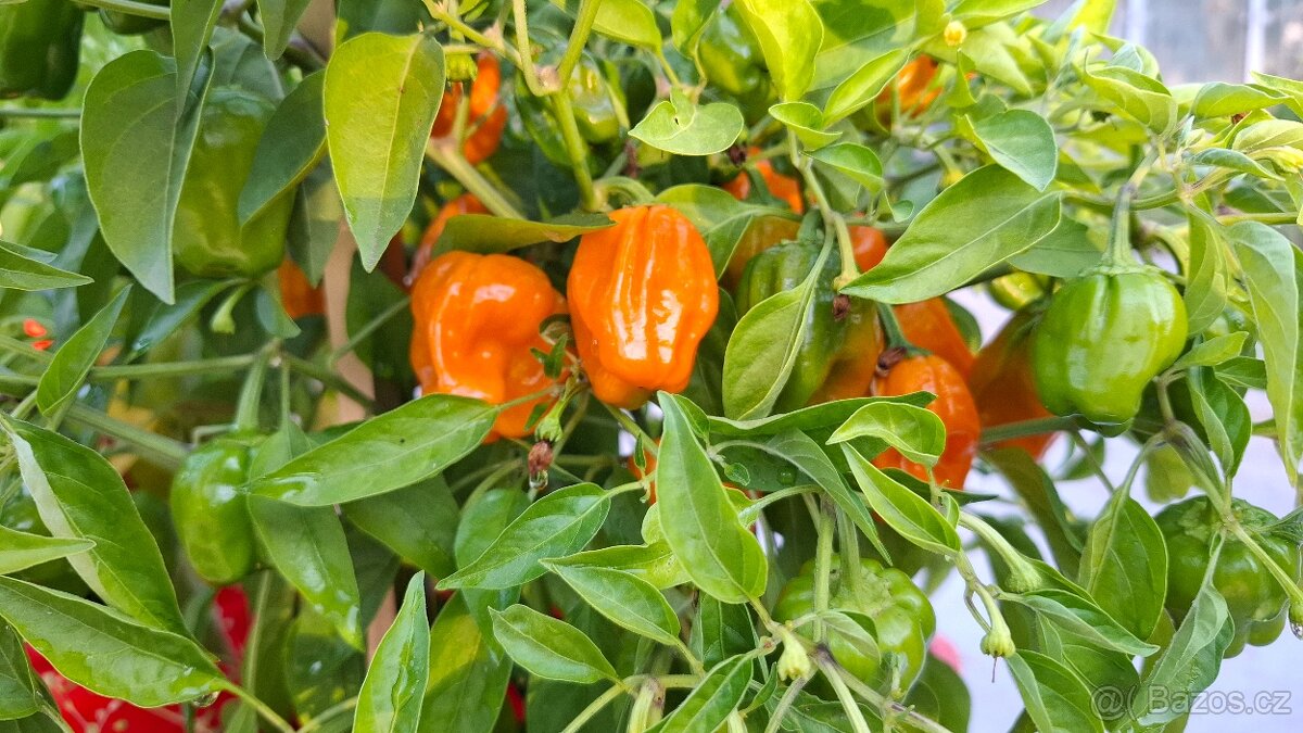 Habanero yellow - 2