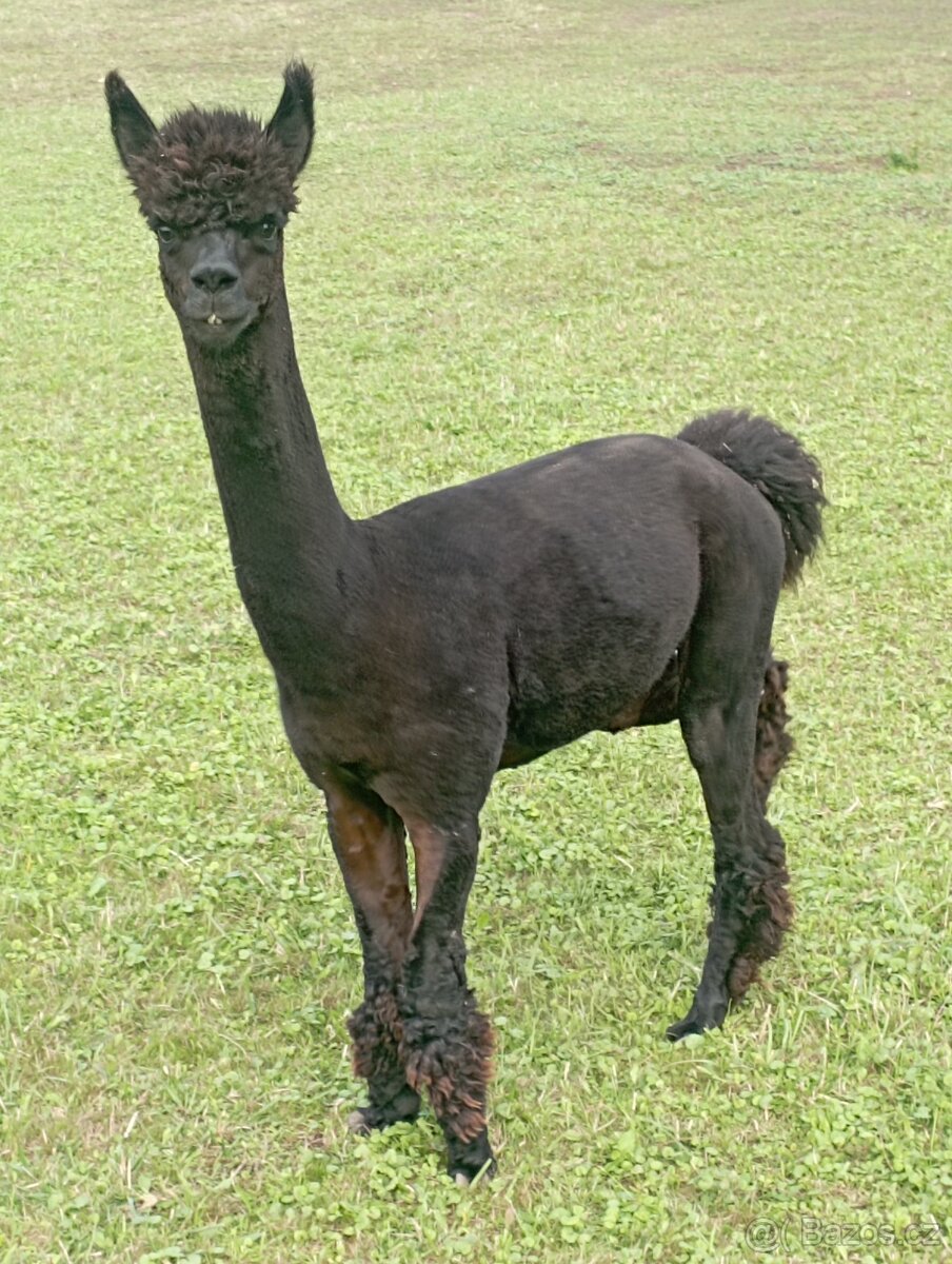 Lama alpaka - 2
