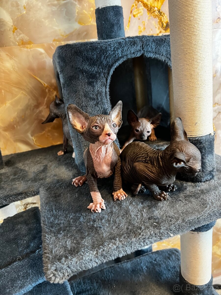 Kanadský sphynx - 2