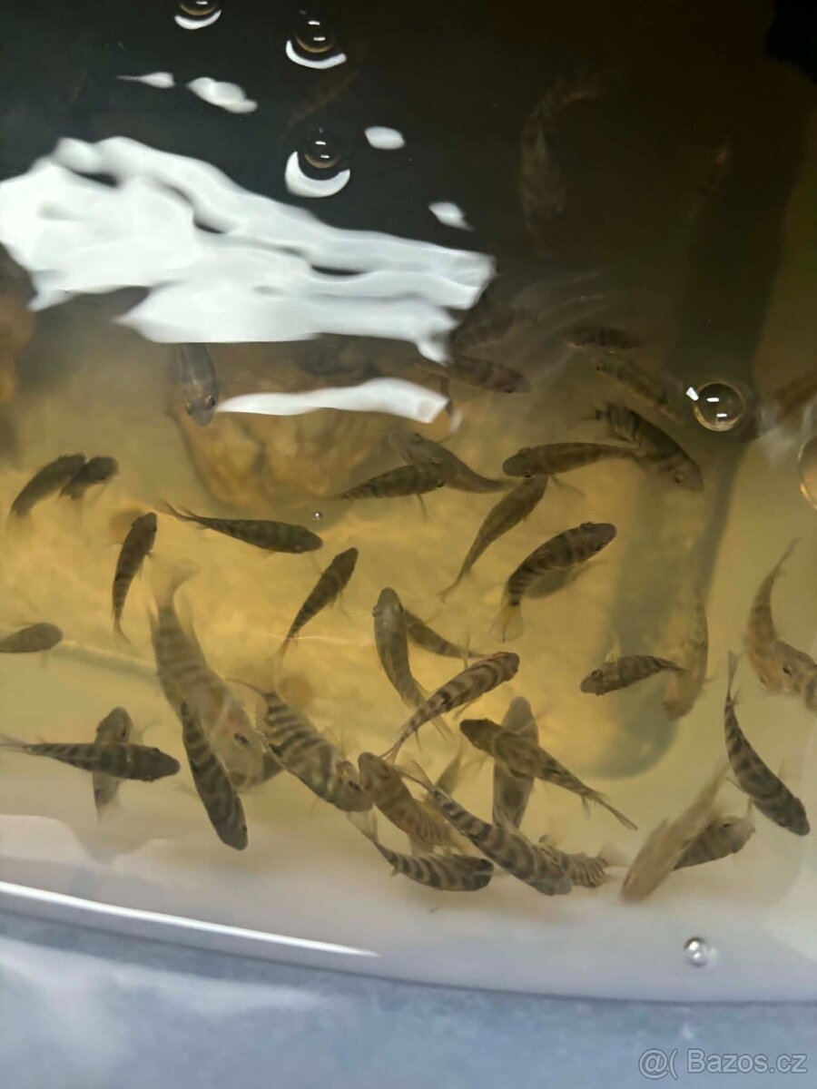 Kančík příčnopruhý - 2