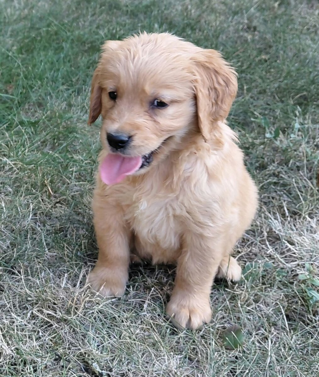 Zlatý retriever - 2