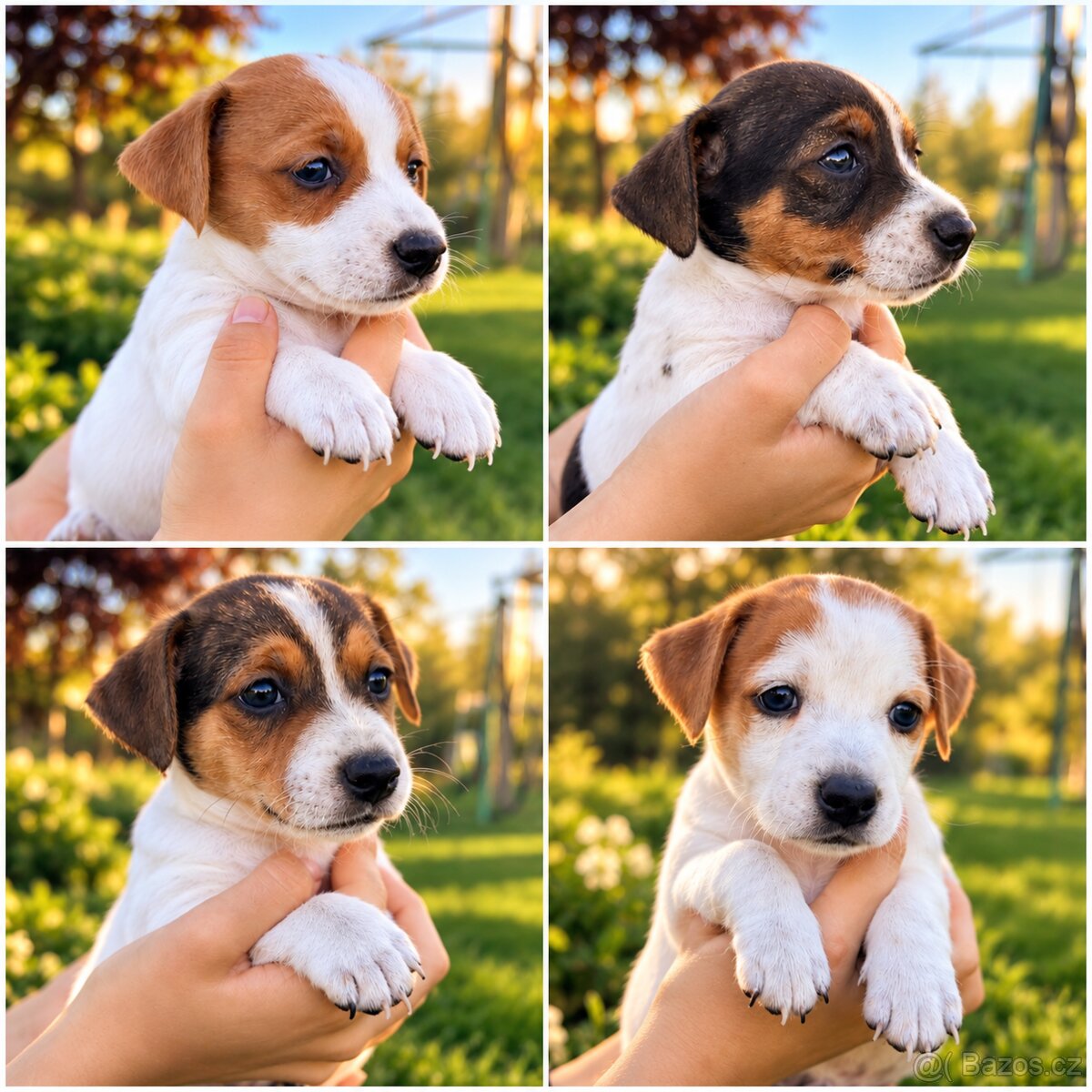 Jack russel teriér - 2