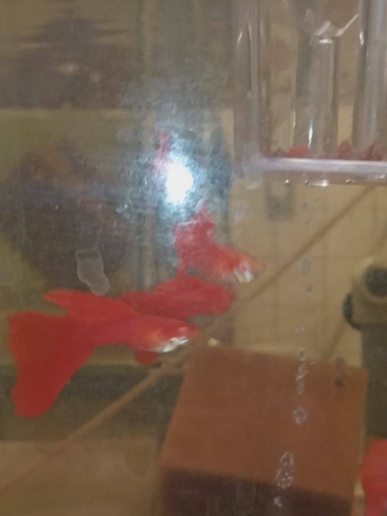 Paví očko Albino full red - 2