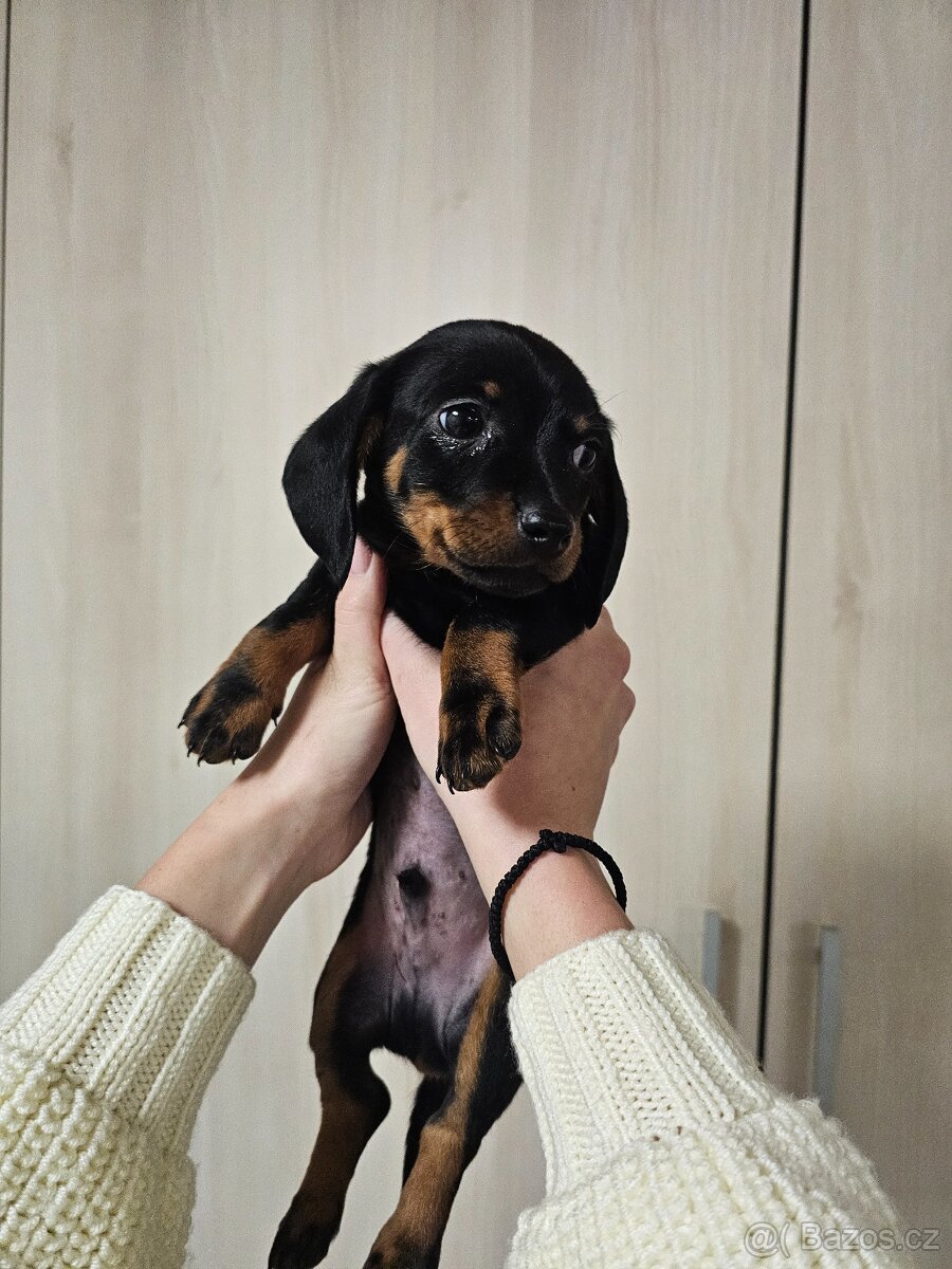 Štěňata jezevčíka - 2