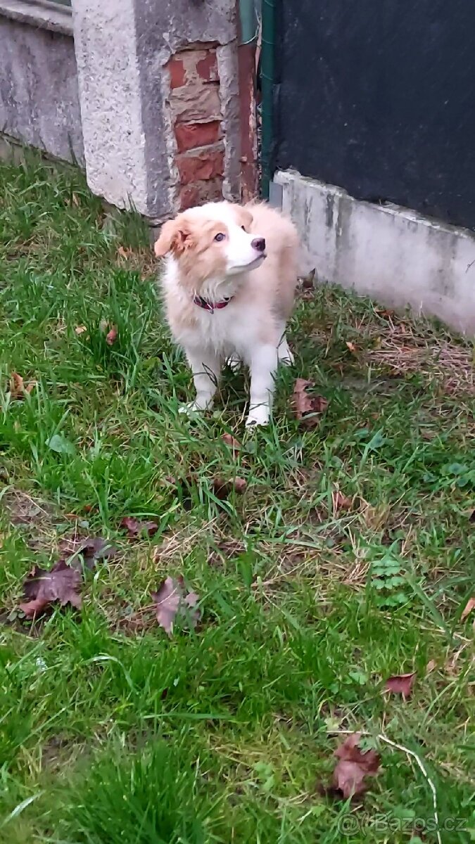 Štěňata border kolie bez PP - 2