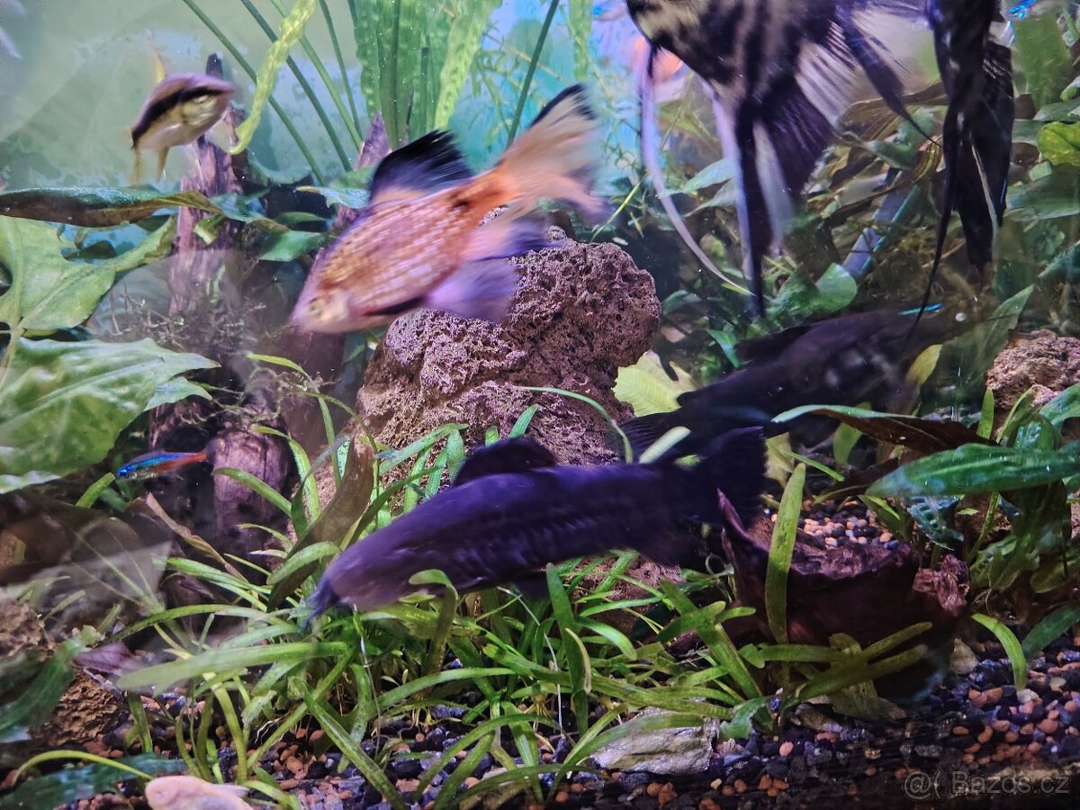 Pancéřníček kropenatý - 2