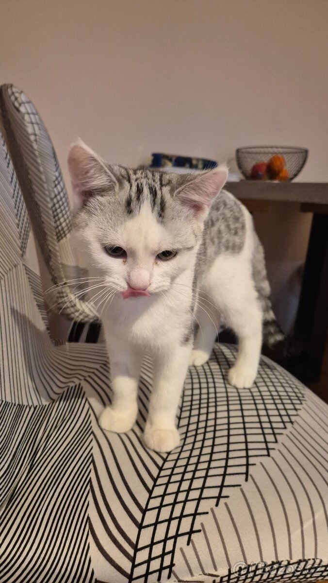 Britská koťátka - 2