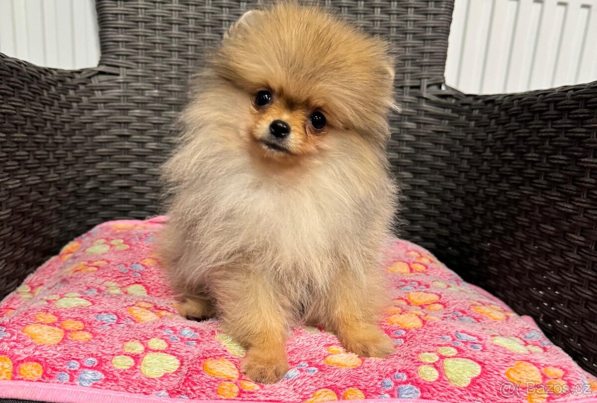 Pomeranian s PP - 2