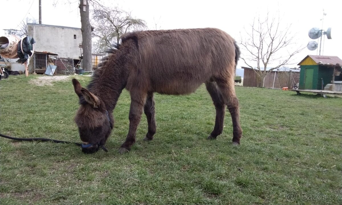 Prodám oslíka - 2