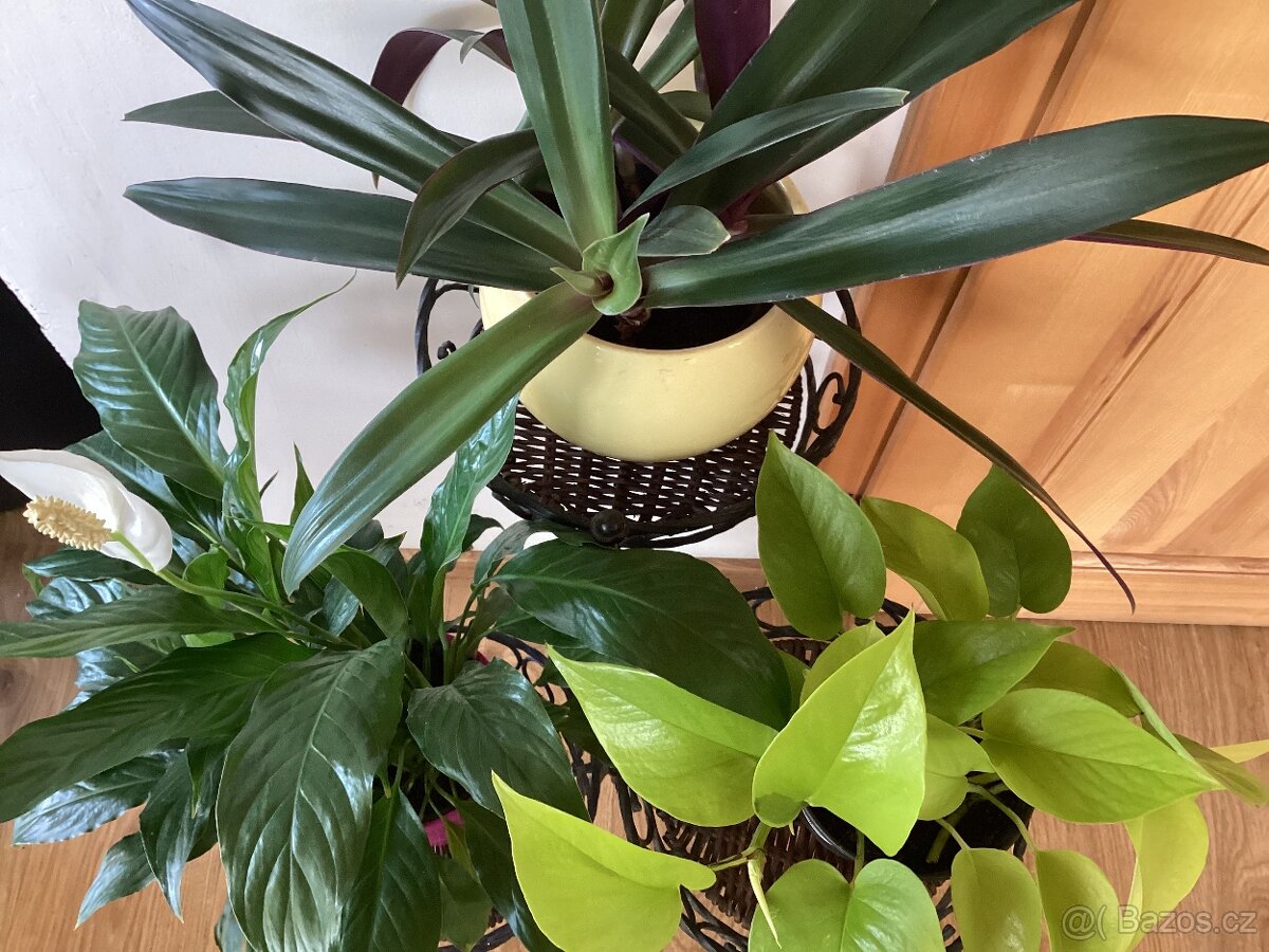 Tradescantia spathacea - 2