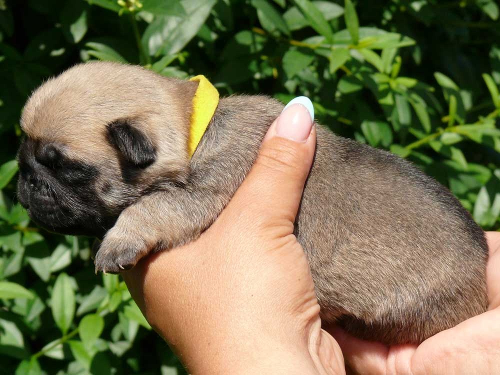 Mops - Štěňátka - 2