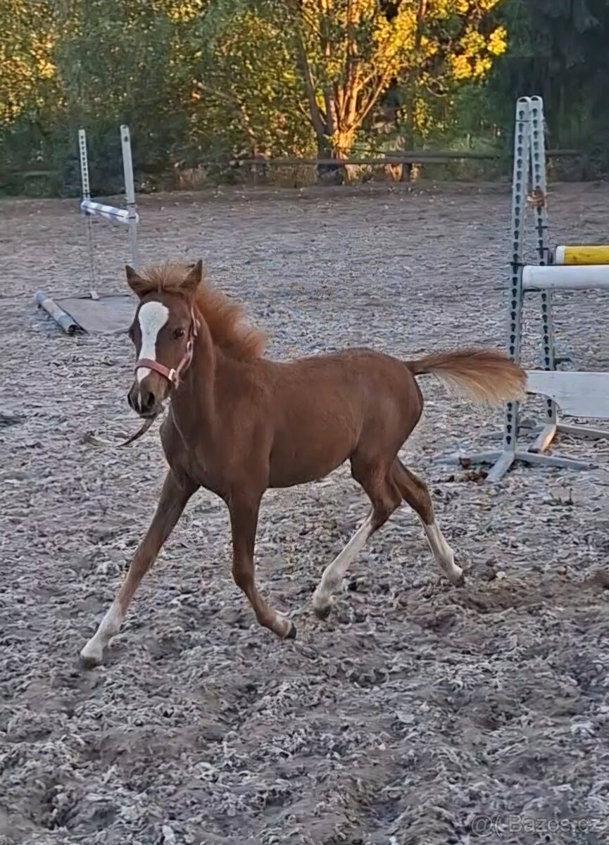 Klisnička pony - 2