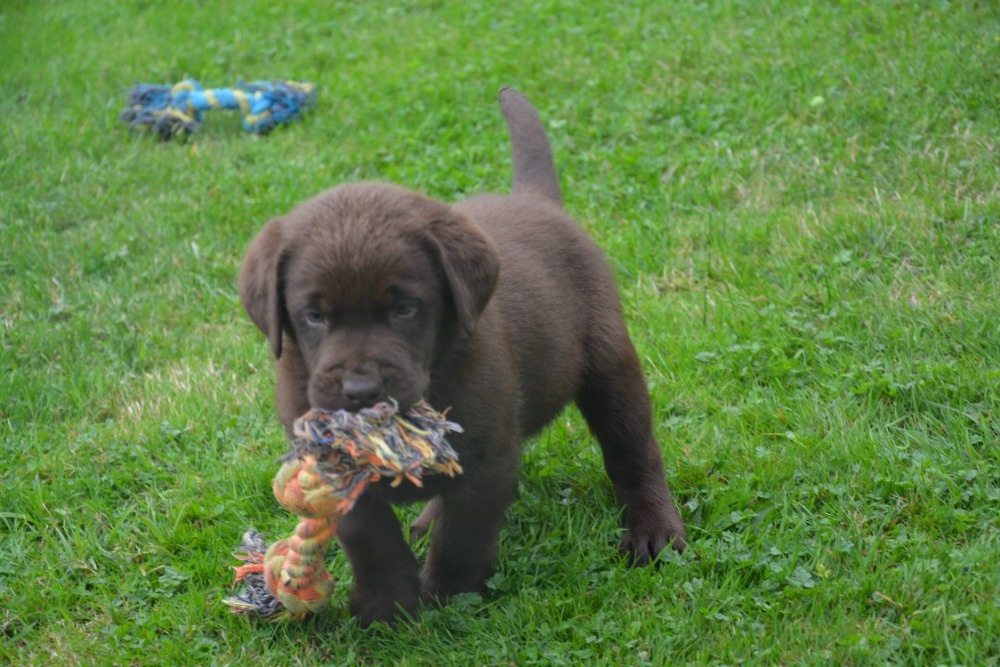 Labrador - 2