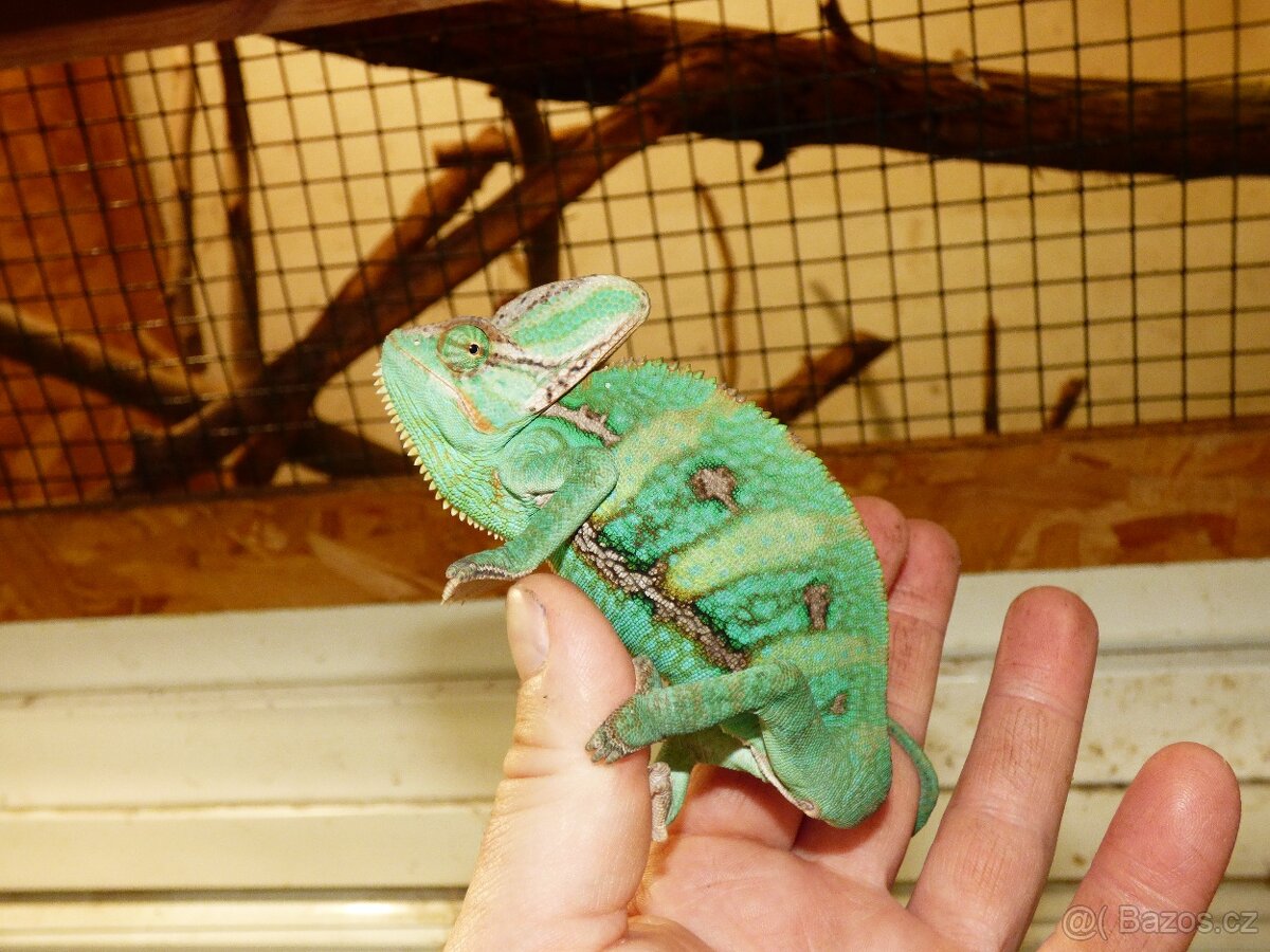 Chameleon jemenský (Chamaeleo calyptratus) - 2