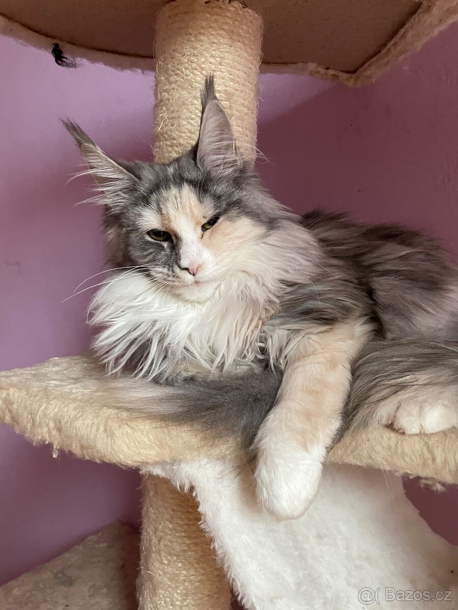 Mainská mývalí s pp - 2