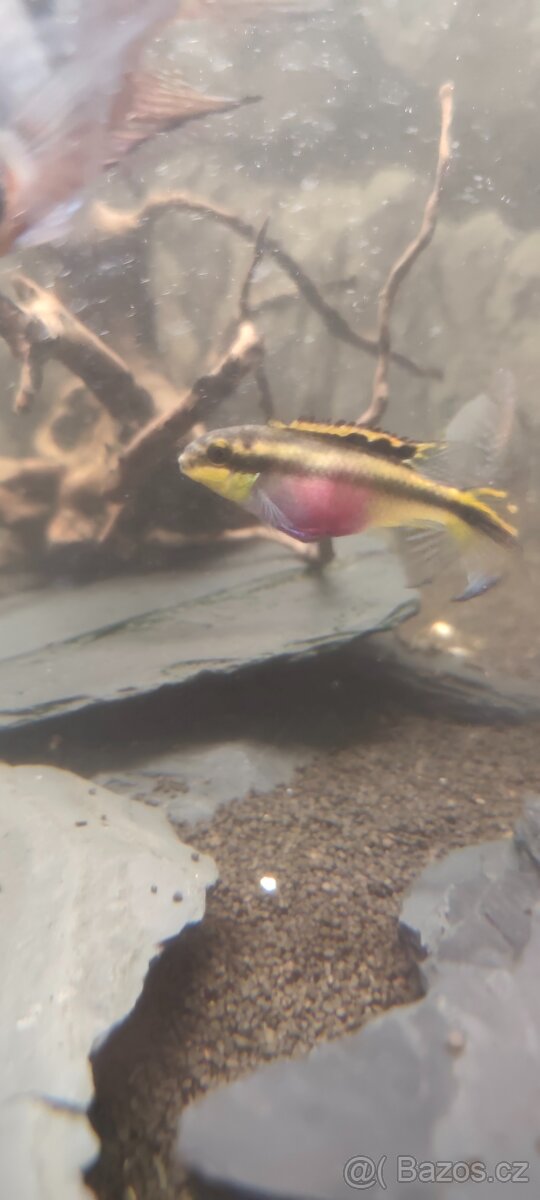 Pestřenec červený - 2