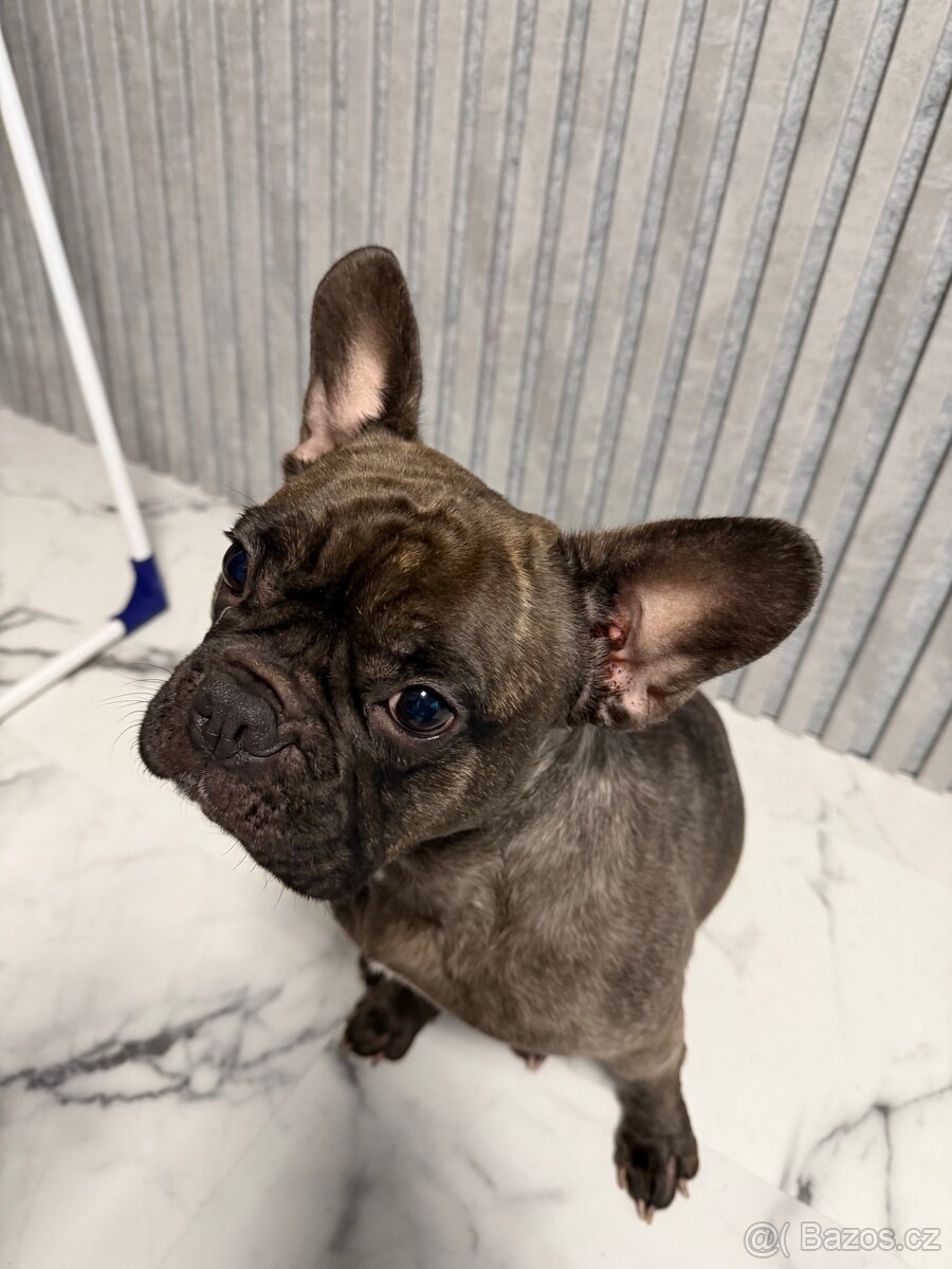Francouzský buldoček - 2