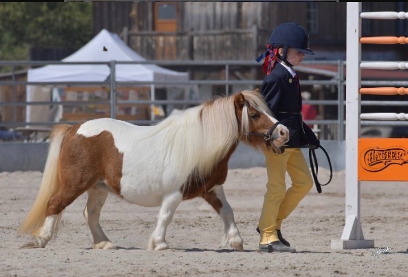 Top mini Shetland klisna - 2