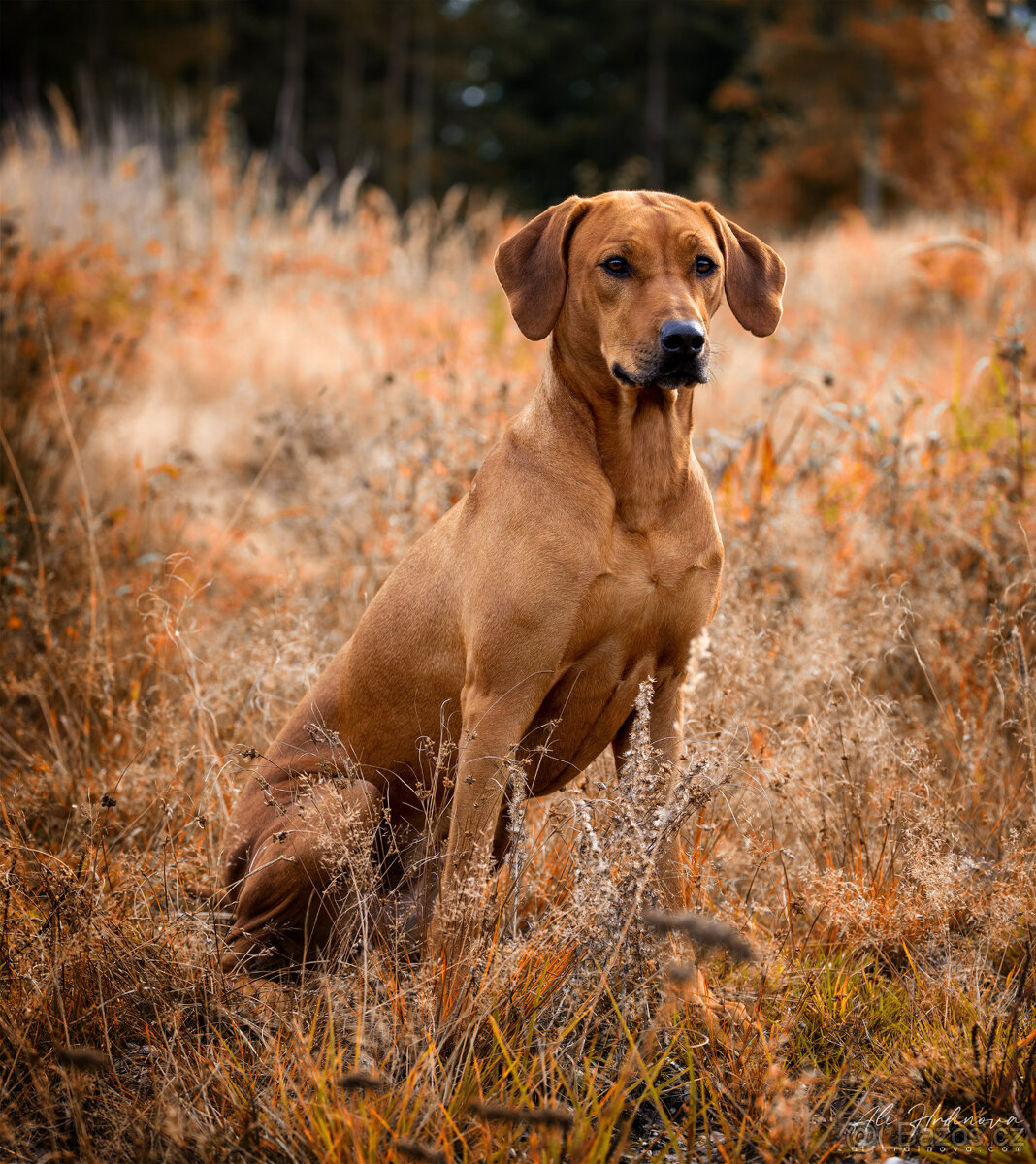 Rhodéský ridgeback - 2