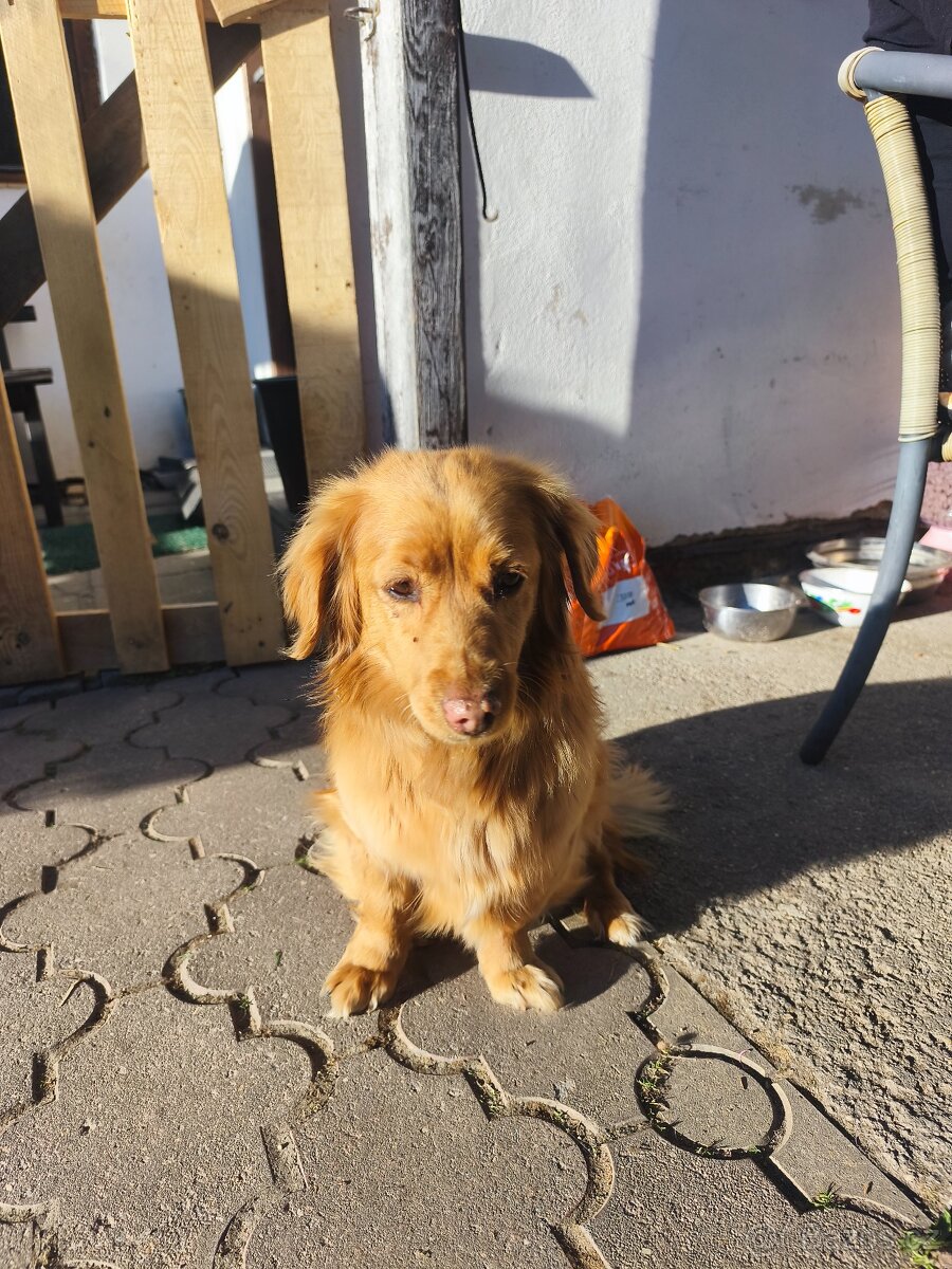 Daruji 9 let. Psa - 2