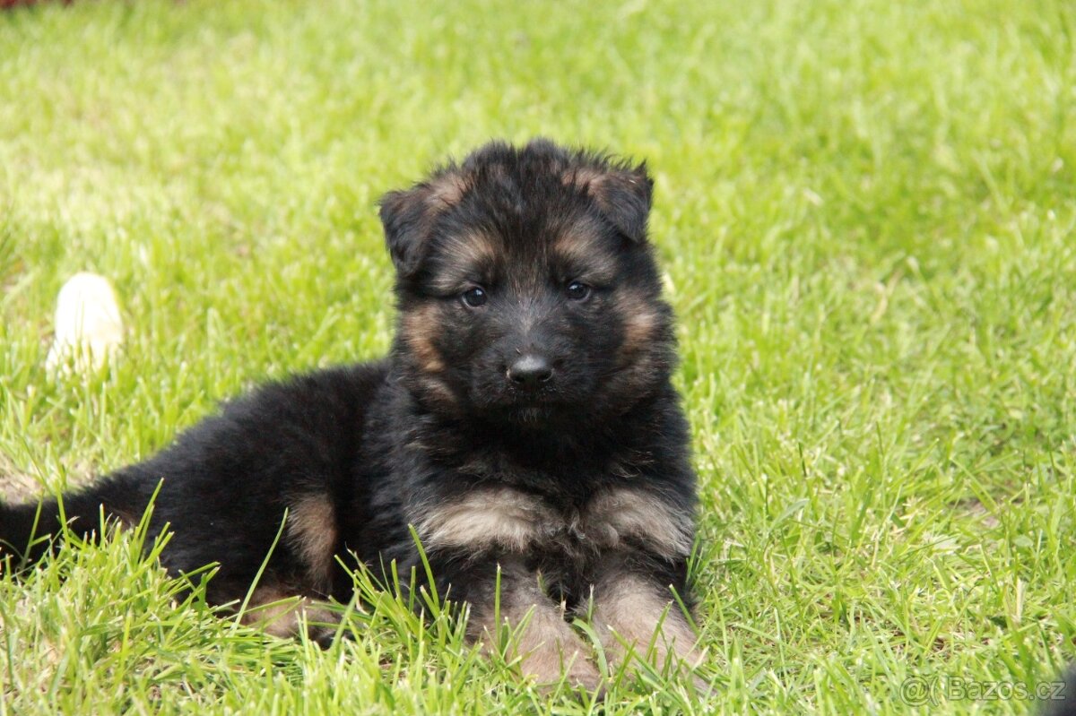 Německý ovčák - štěňata s PP jen fenky - 2