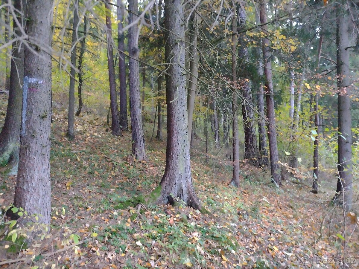 Lesní pozemek 2485 m2, Rabí - Čepice - 2