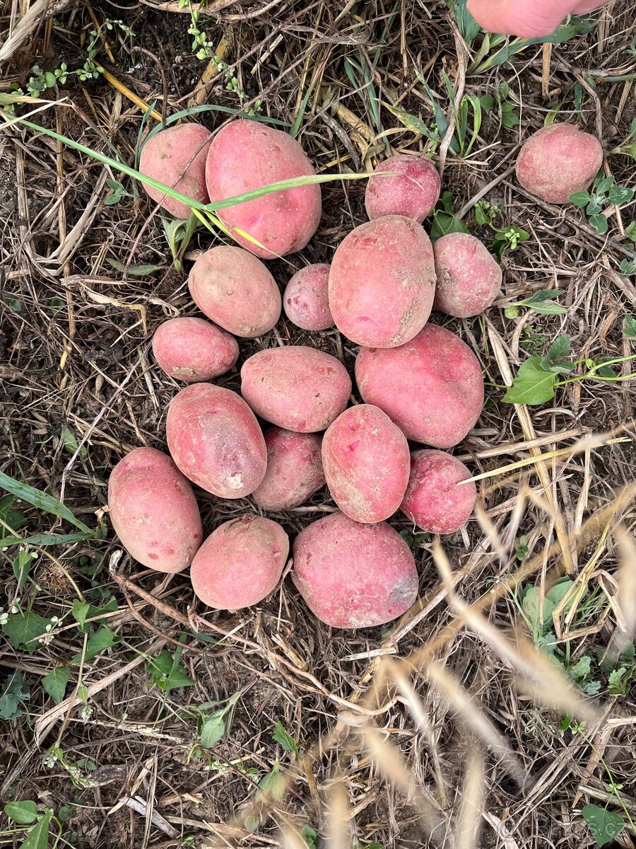 Brambory konzumní - 2