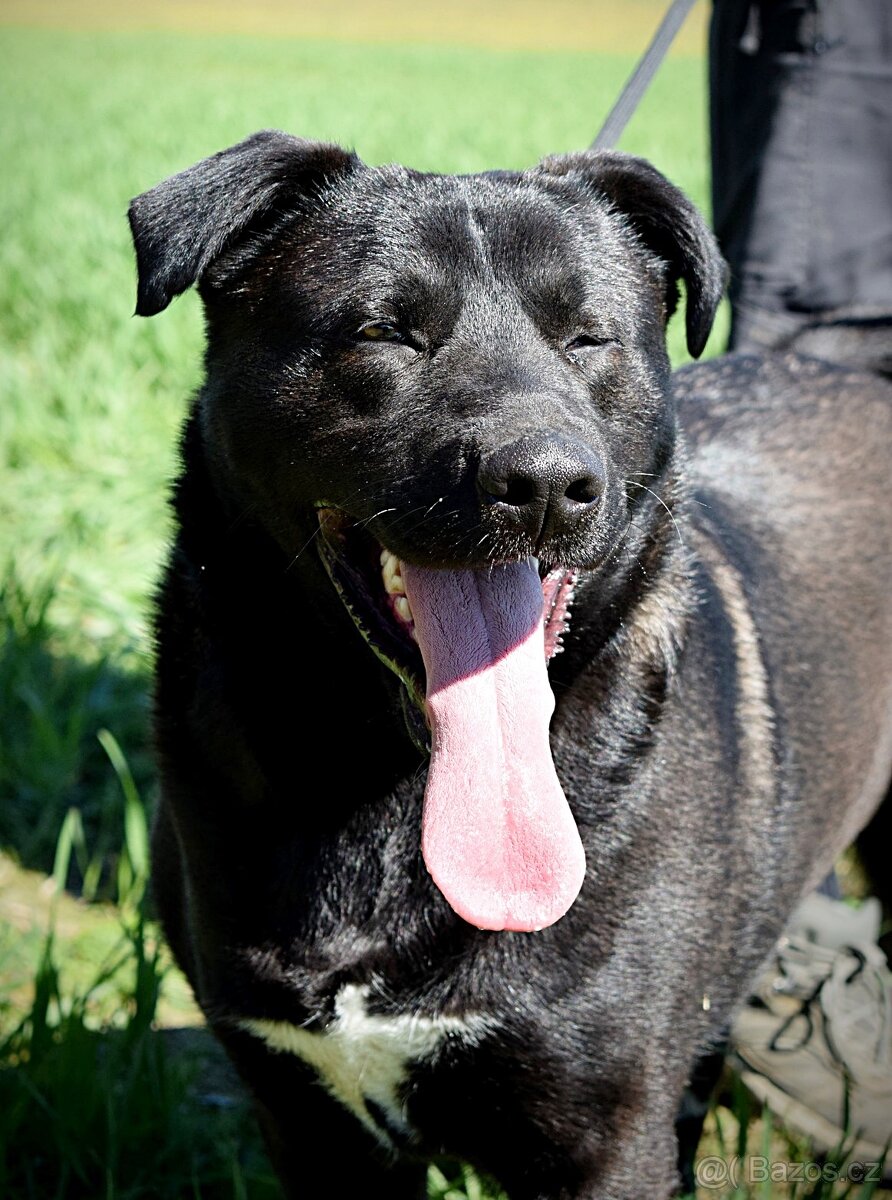 ALLEGRA K ADOPCI-3 ROKY, MILÁ,VDĚČNÁ,ODDANÁ - 2