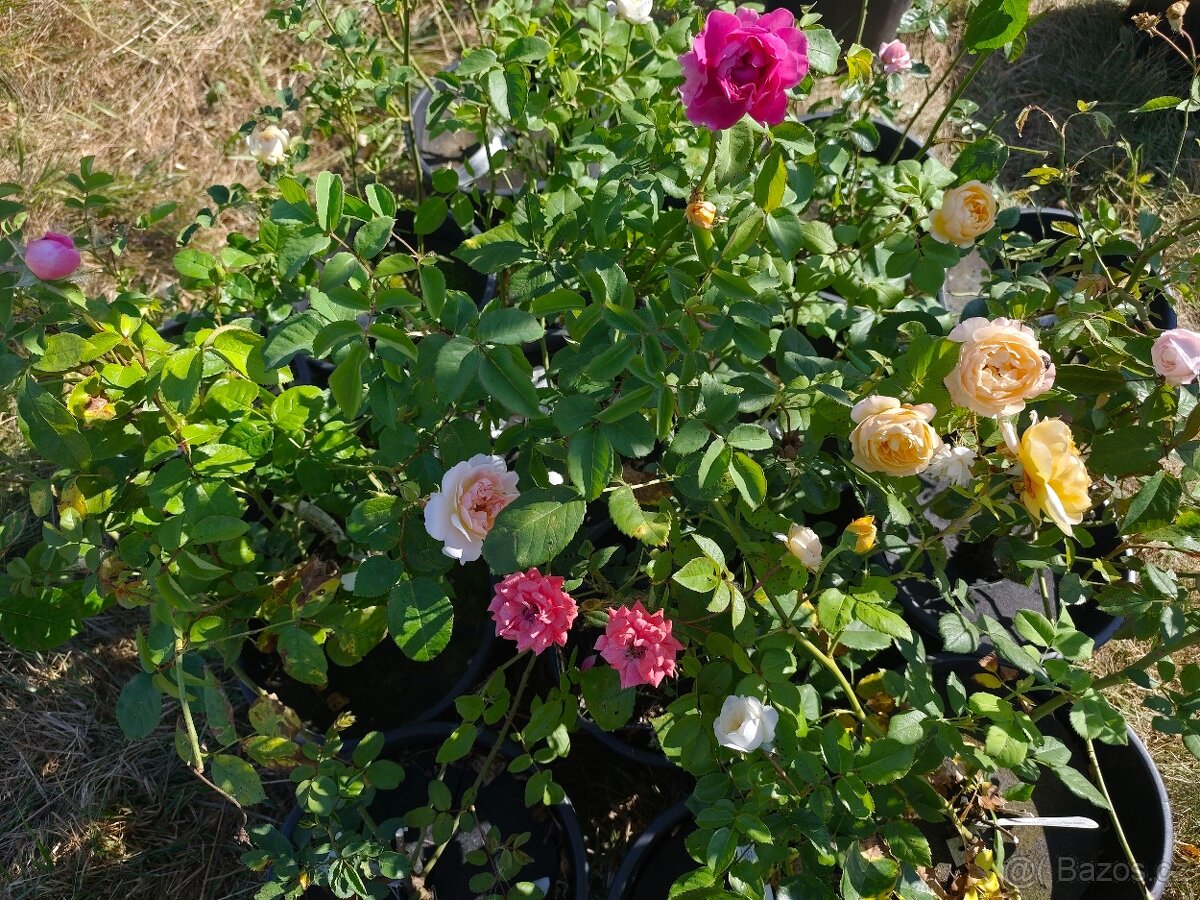 Hledá se hudebnice pro vztah - 2