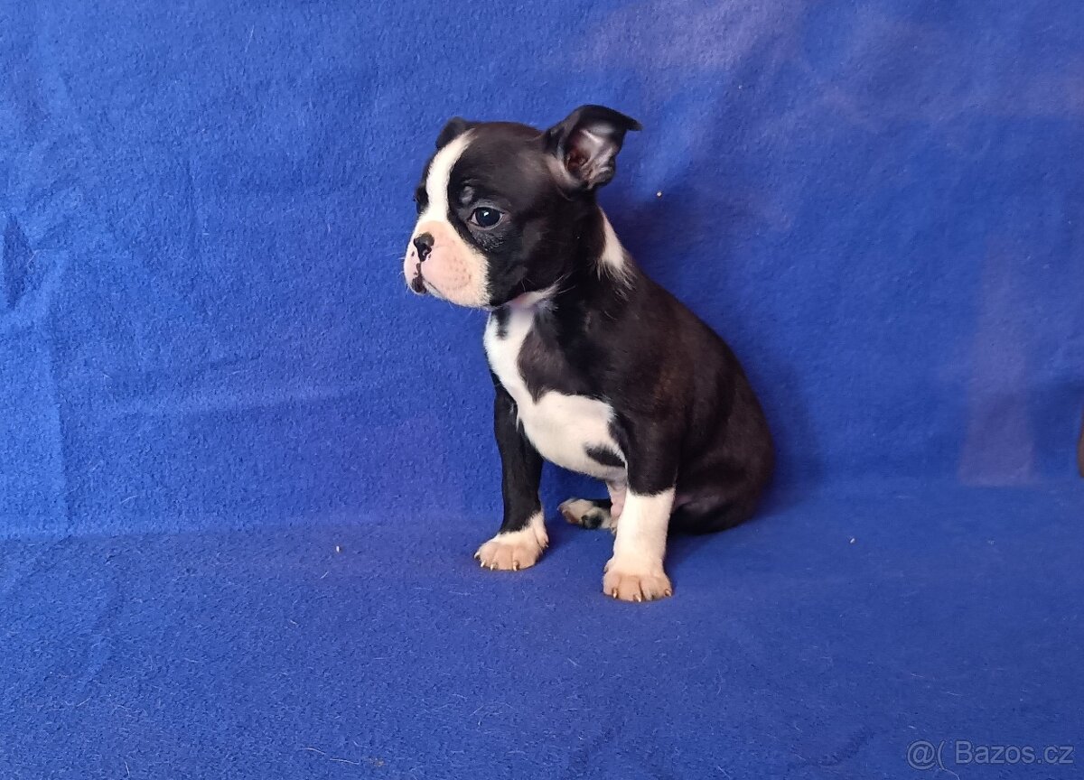 Bostonský terier - štěňátka bez pp - 2