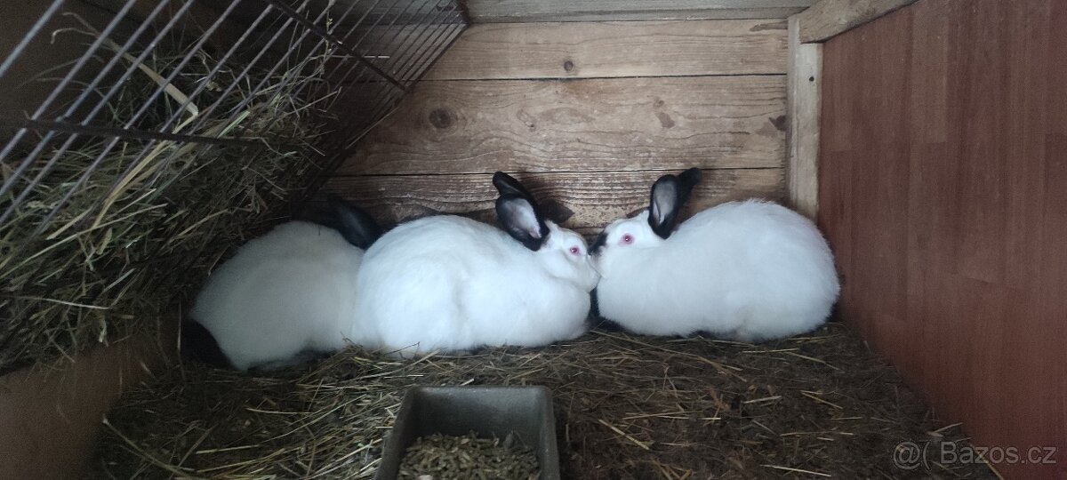 Kalifornský králík - 2